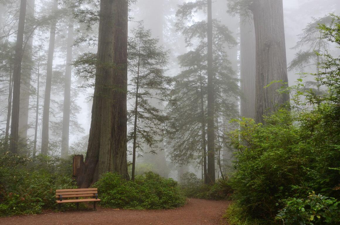 Sequoia National Park
