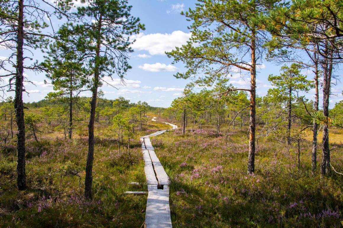 Torronsuo National Park