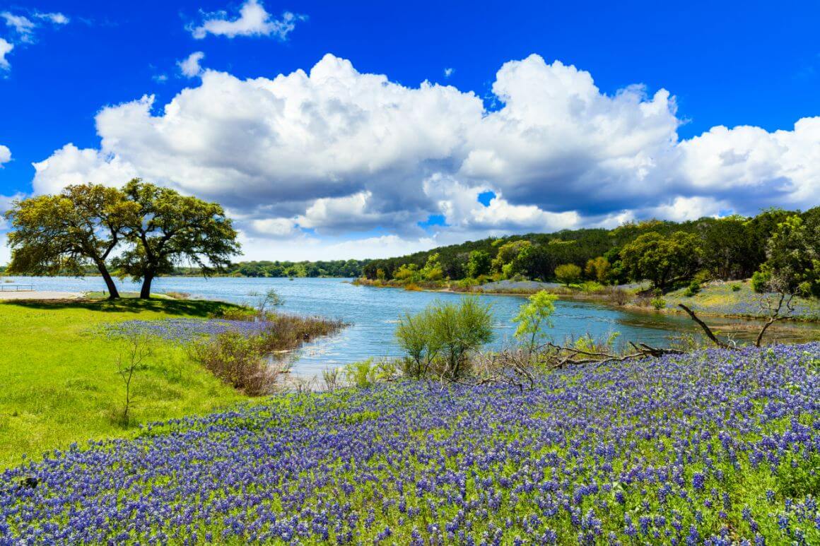 Bluebonnets Austin