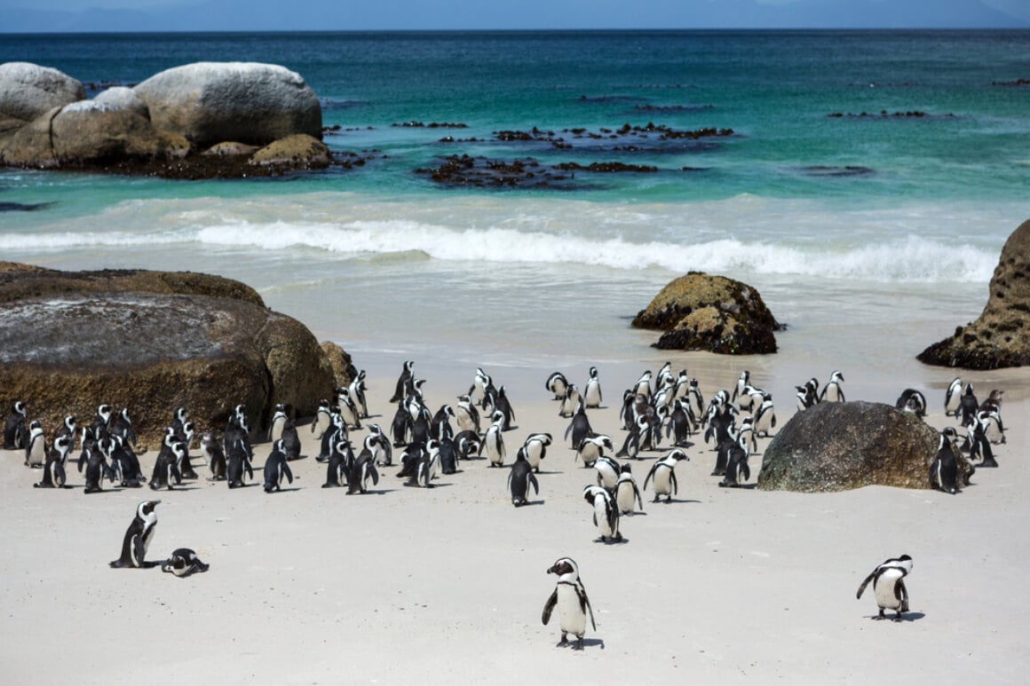 Boulders Beach Nature Reserve Cape Town