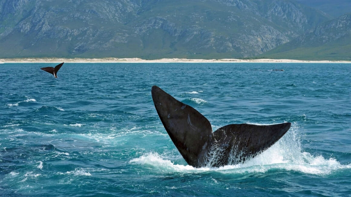 Hermanus Whale Watching Festival