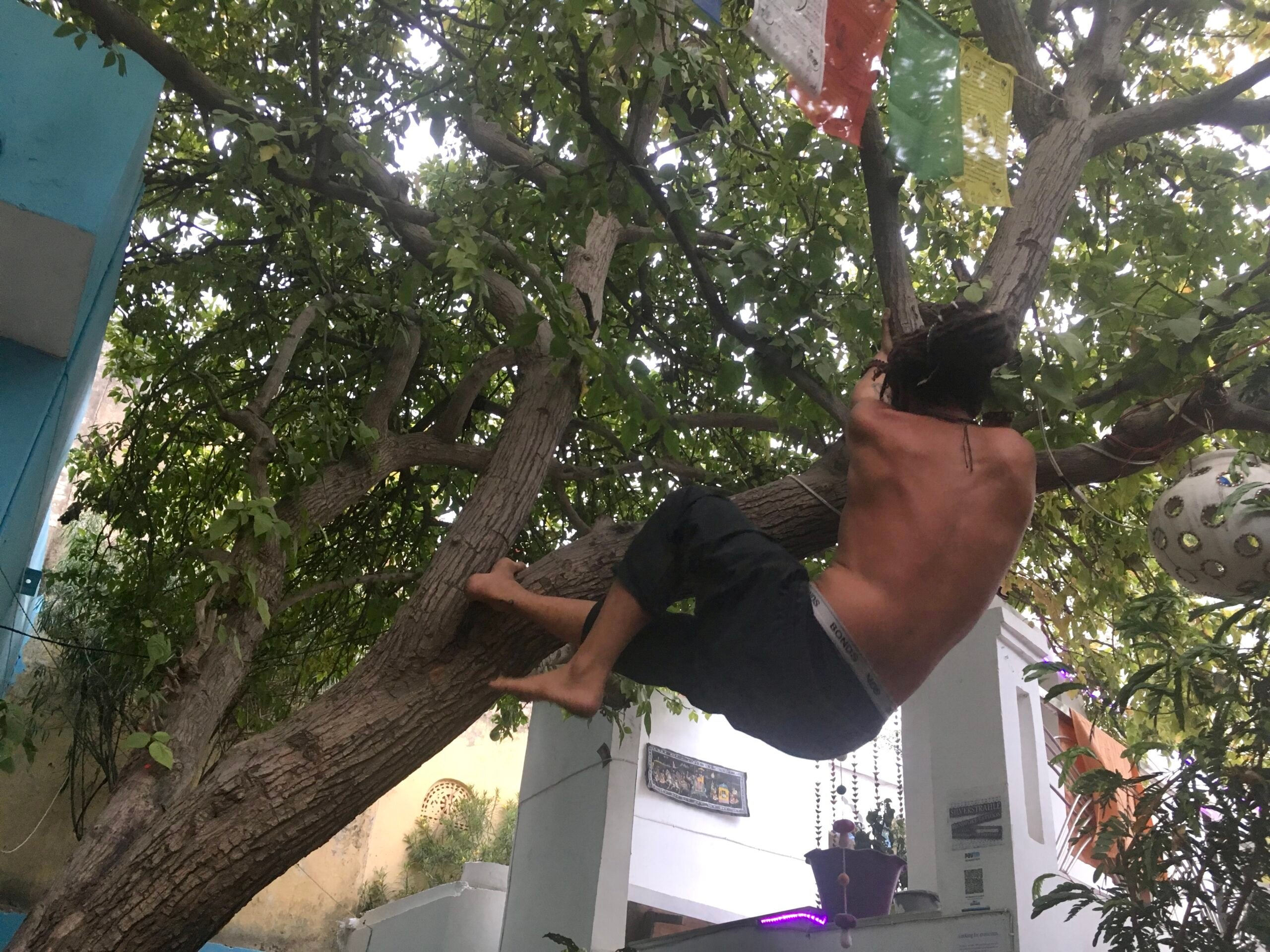 guy climbing a tree best hostel stories