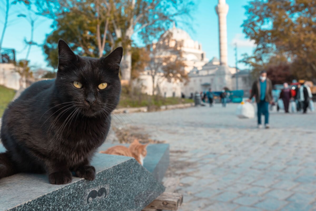 travel blogger istanbul