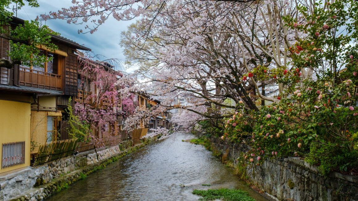 Canal in Kyoto, lined with cherry blossom 