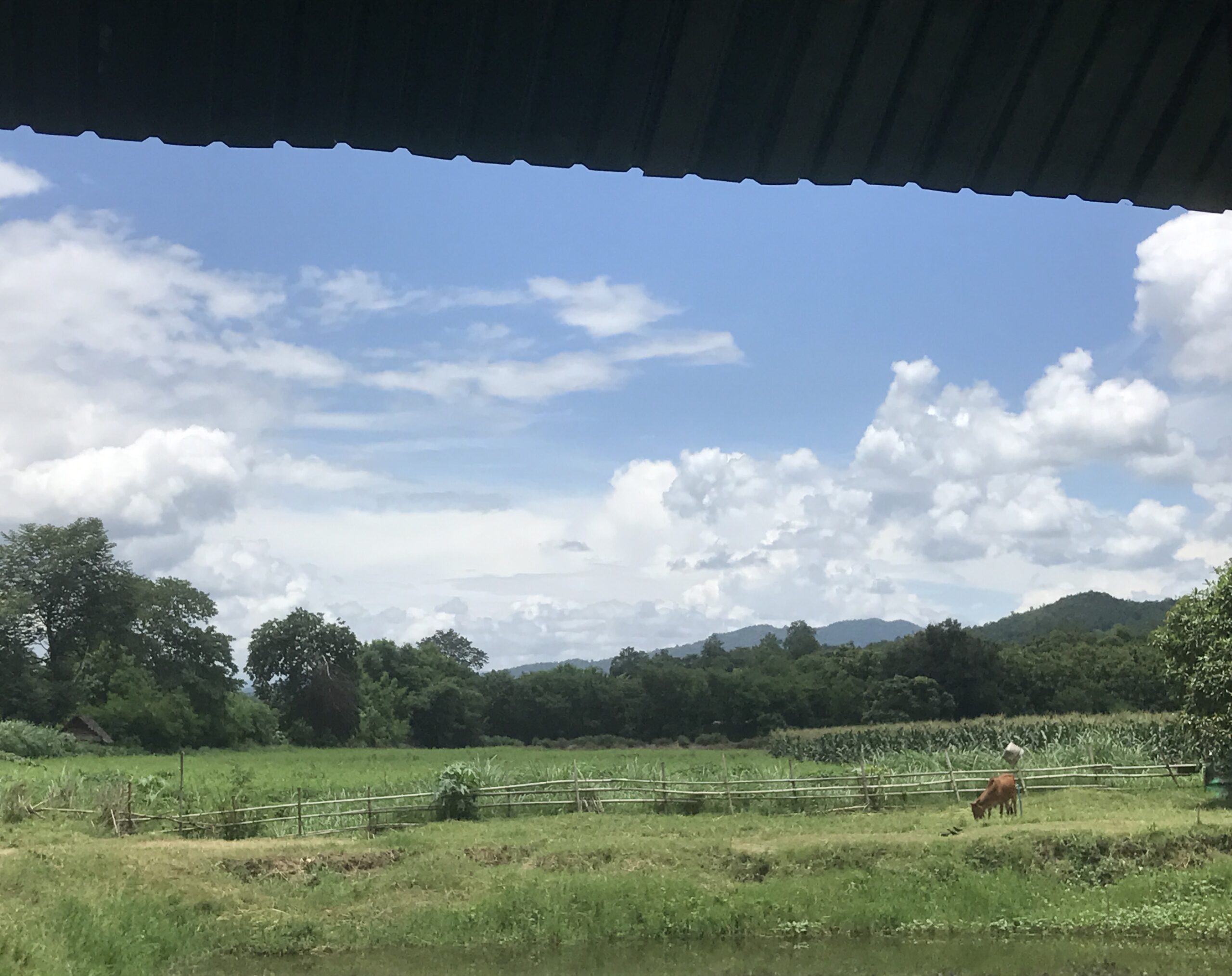 cows crazing in a green field with a blue sky filled with white clouds