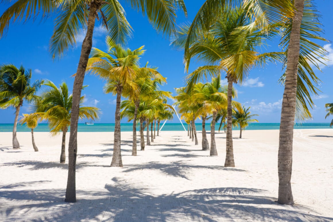 Palm trees beach path cozumel mexico