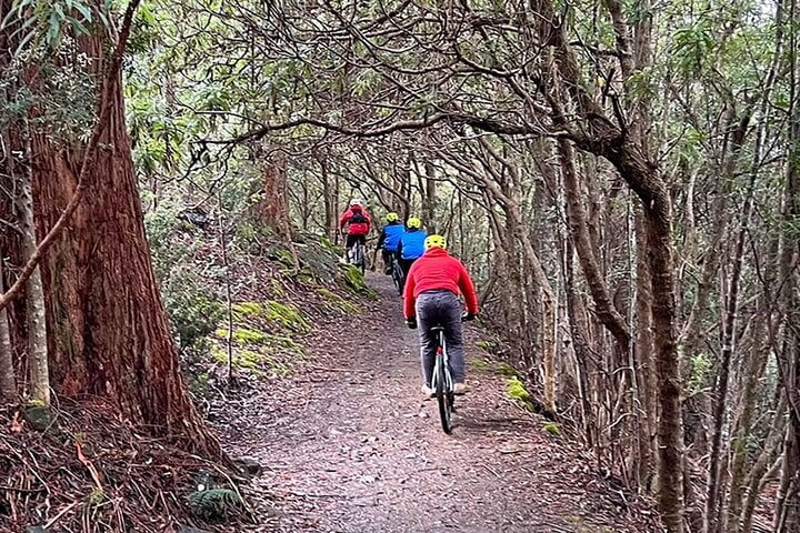 Easy Mountain Bike Tour on Mt. Wellington