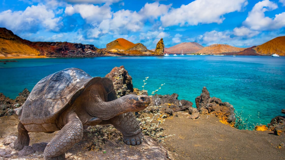Giant tortoise Galapagos Islands