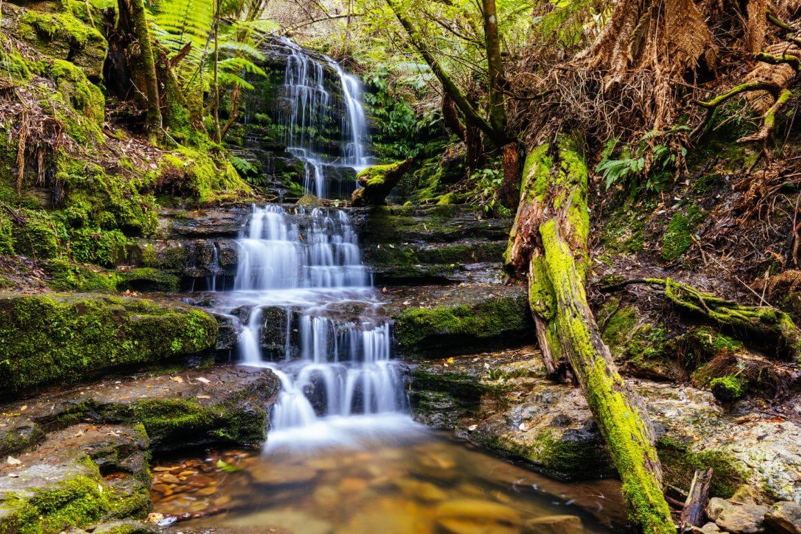 Fern Tree Nature Park 