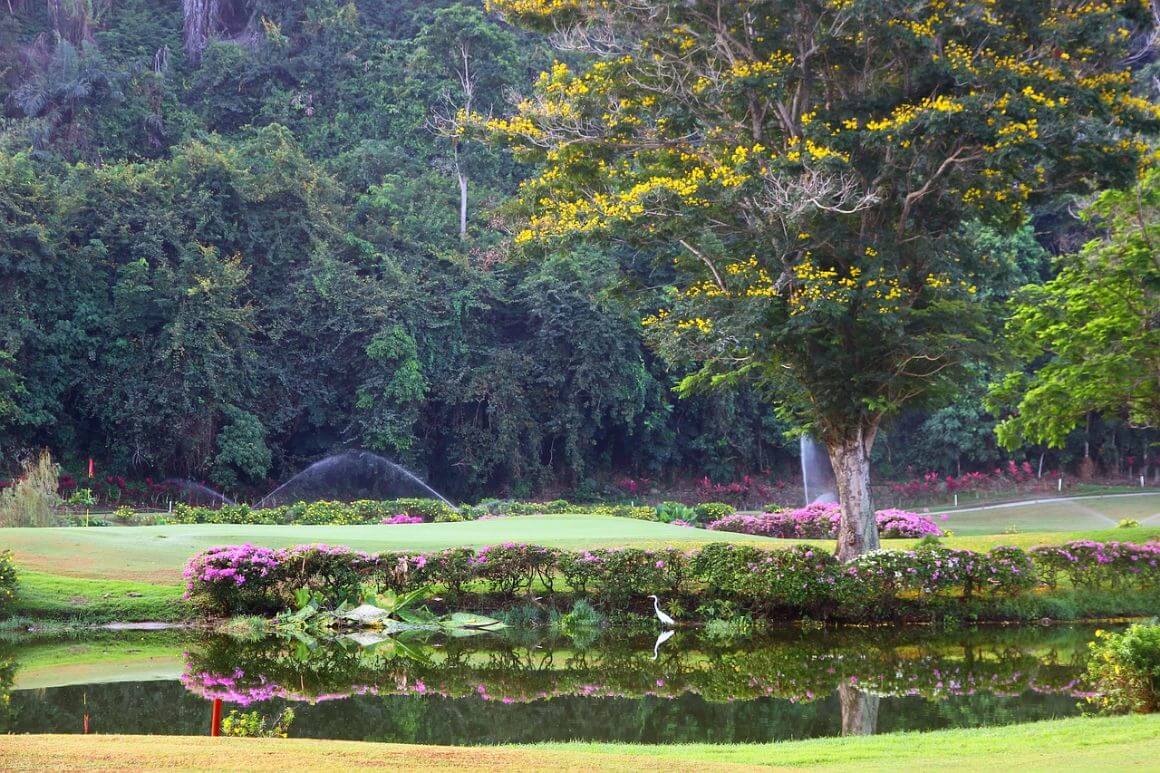 Kota Kinabalu meadow