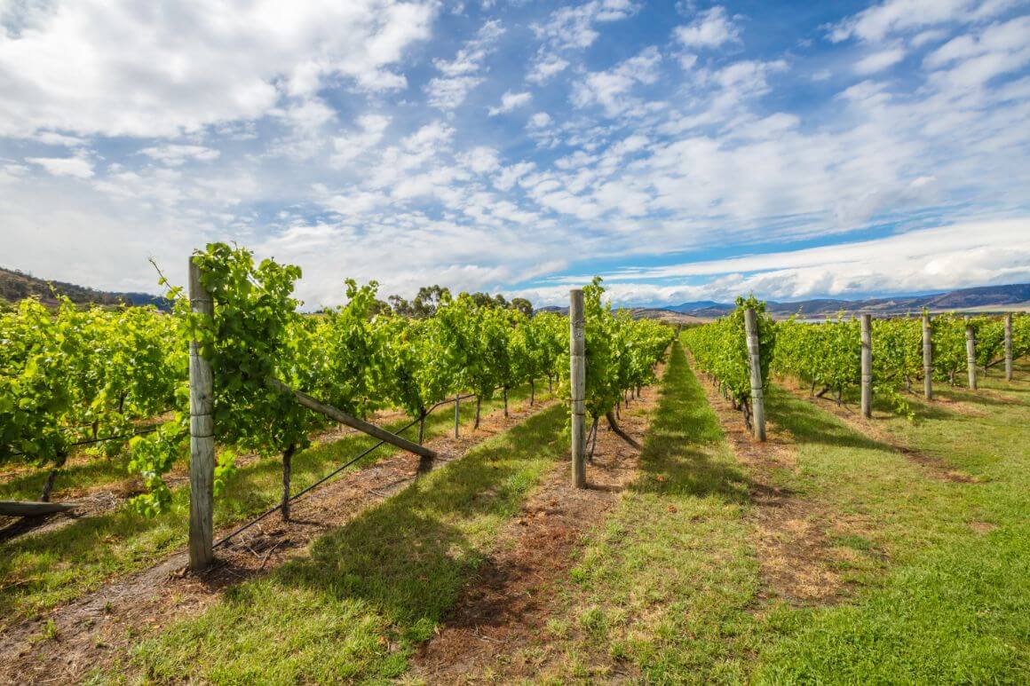 Vineyards with rows of grape vines in Richmond, New Zealand 