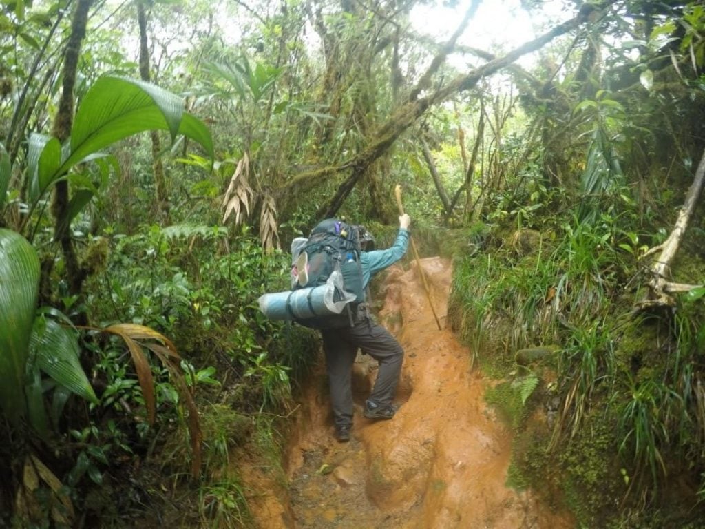 A person with a large backpack and camping supplies is hiking through a jungle on a steep section of terrain in the rain