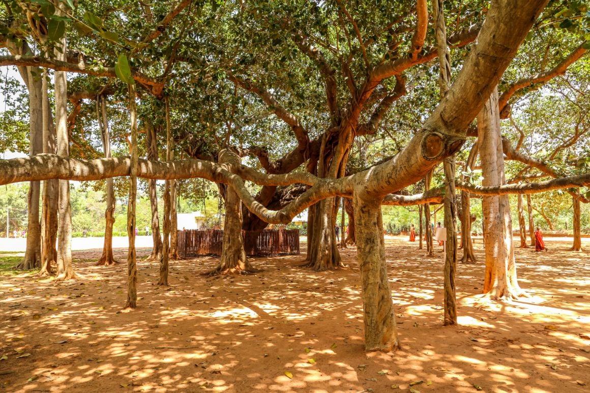 Auroville Pondicherry