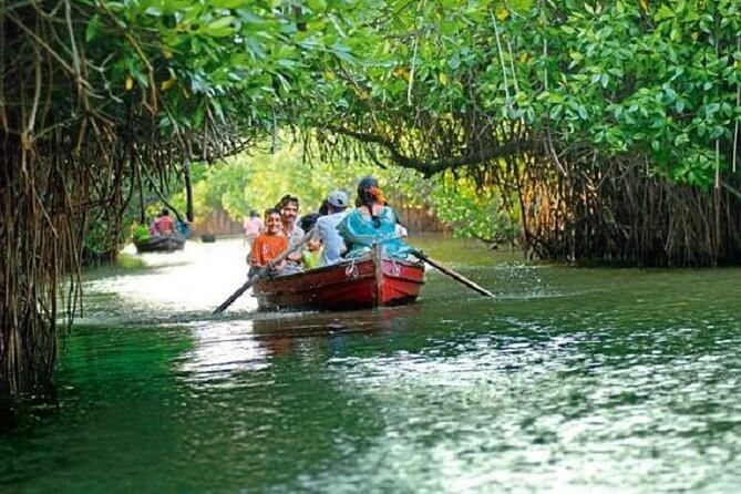 Cruise Through a Mangrove Forest