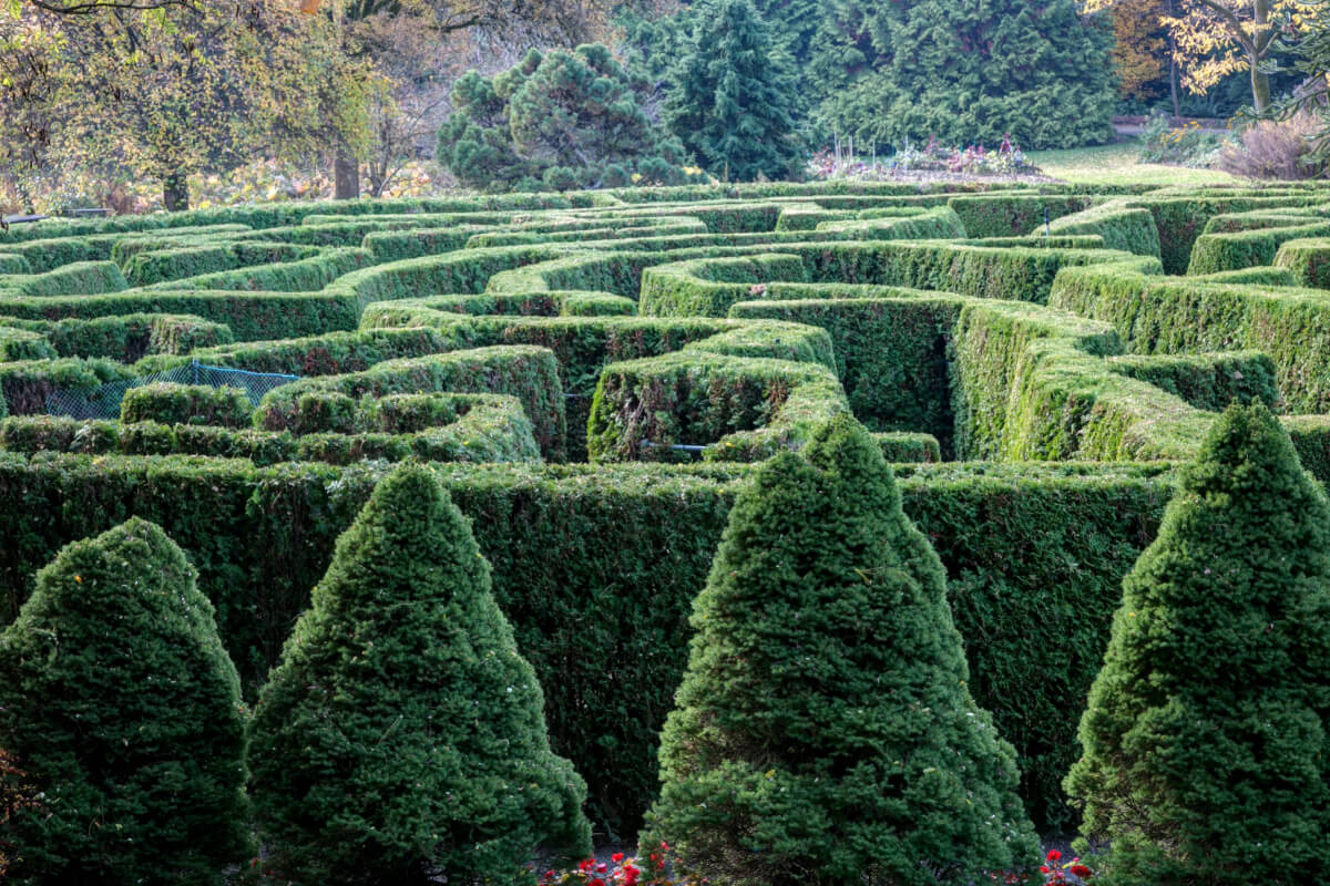 The Famous hedge maze of Vancouver