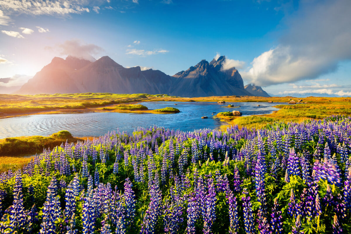 Iceland landscape in the summer with mountains, river and flowers.