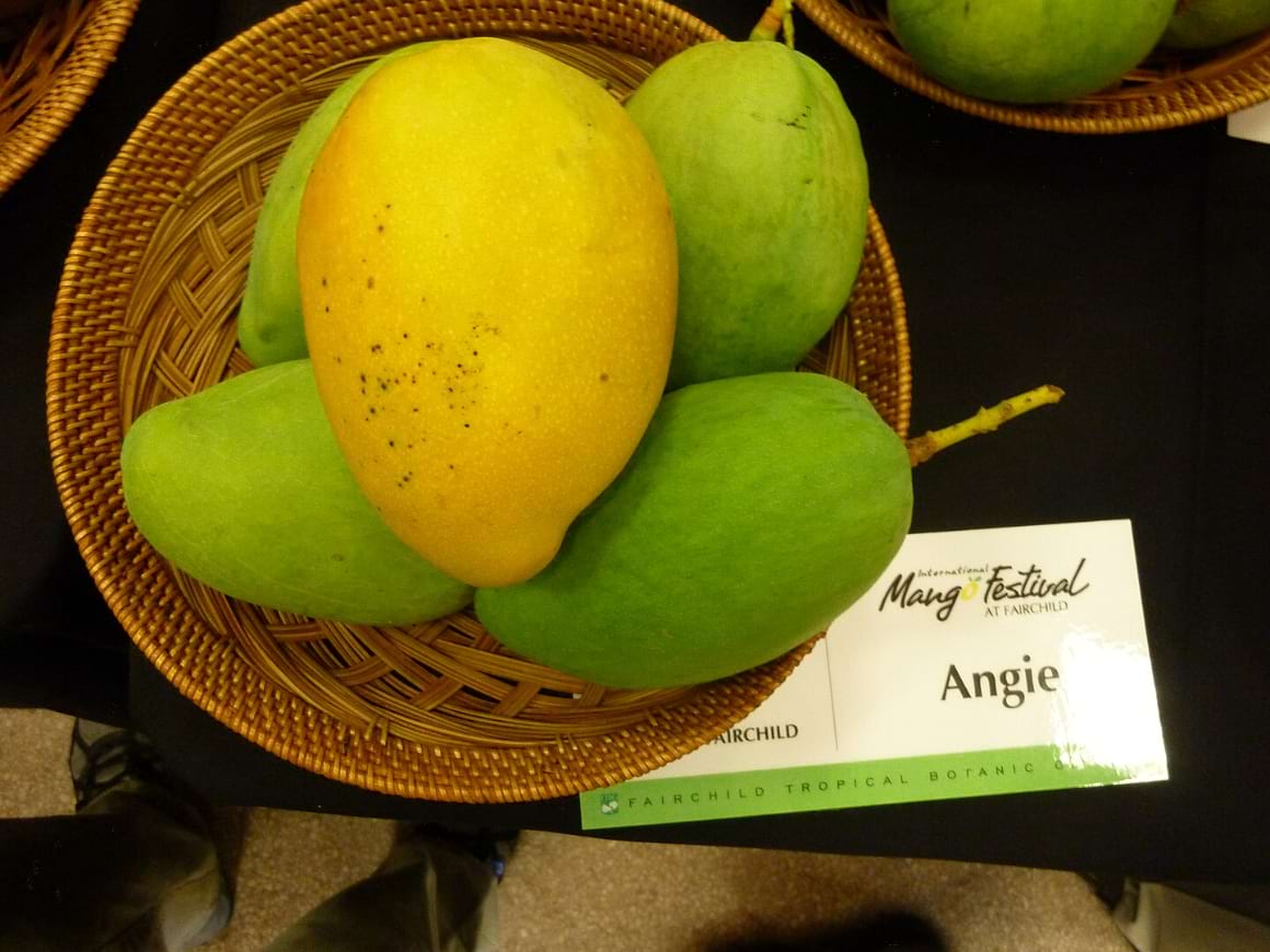 International Mango Festival