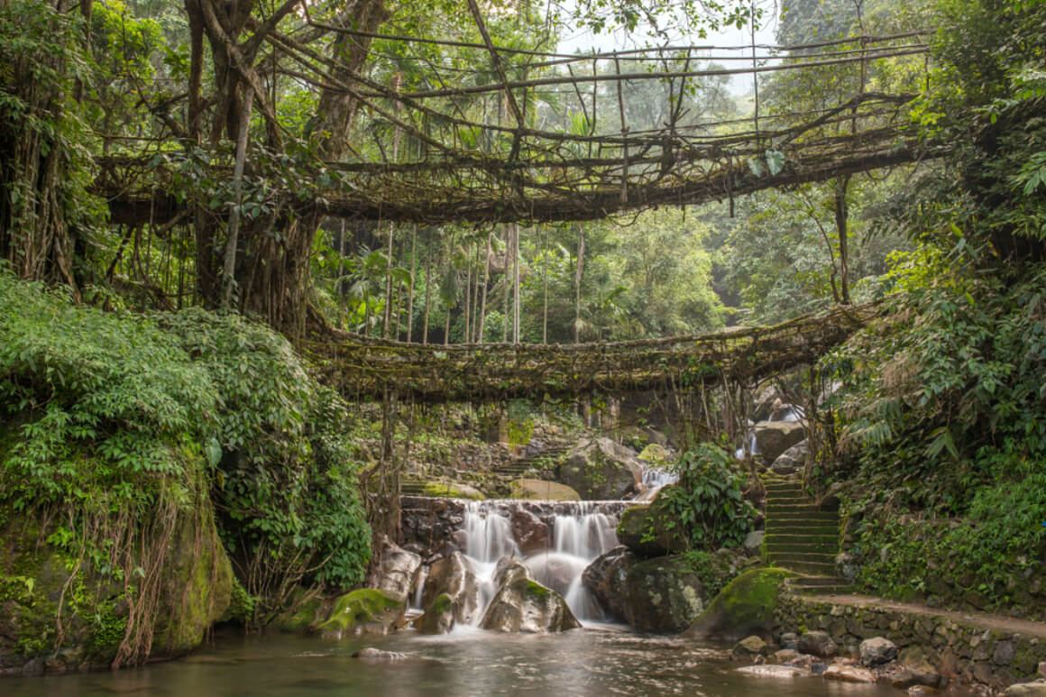 Living Root Bridges