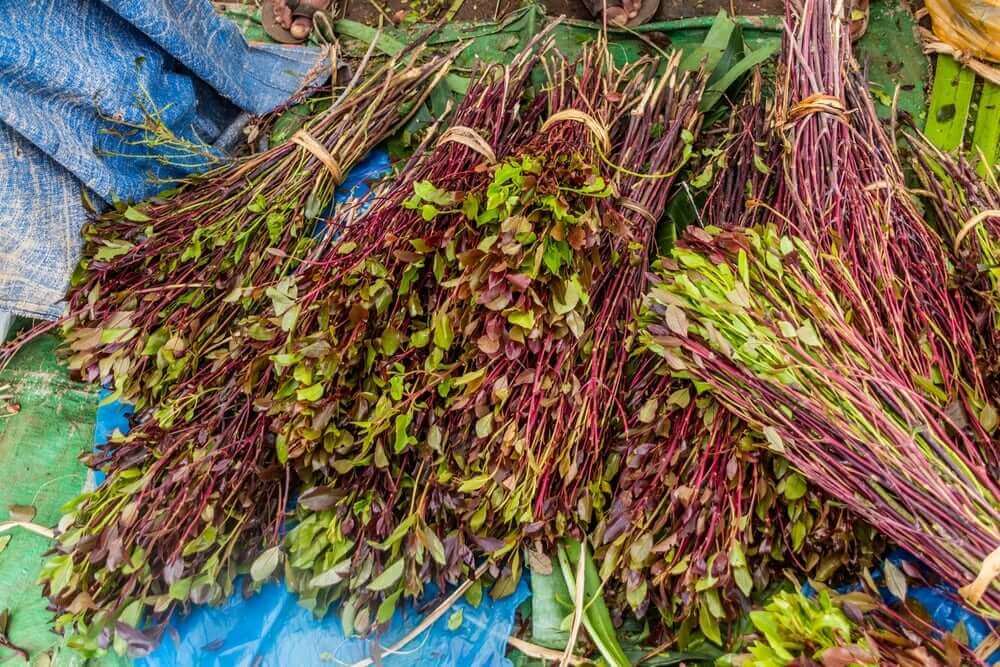 khat (qat) branches