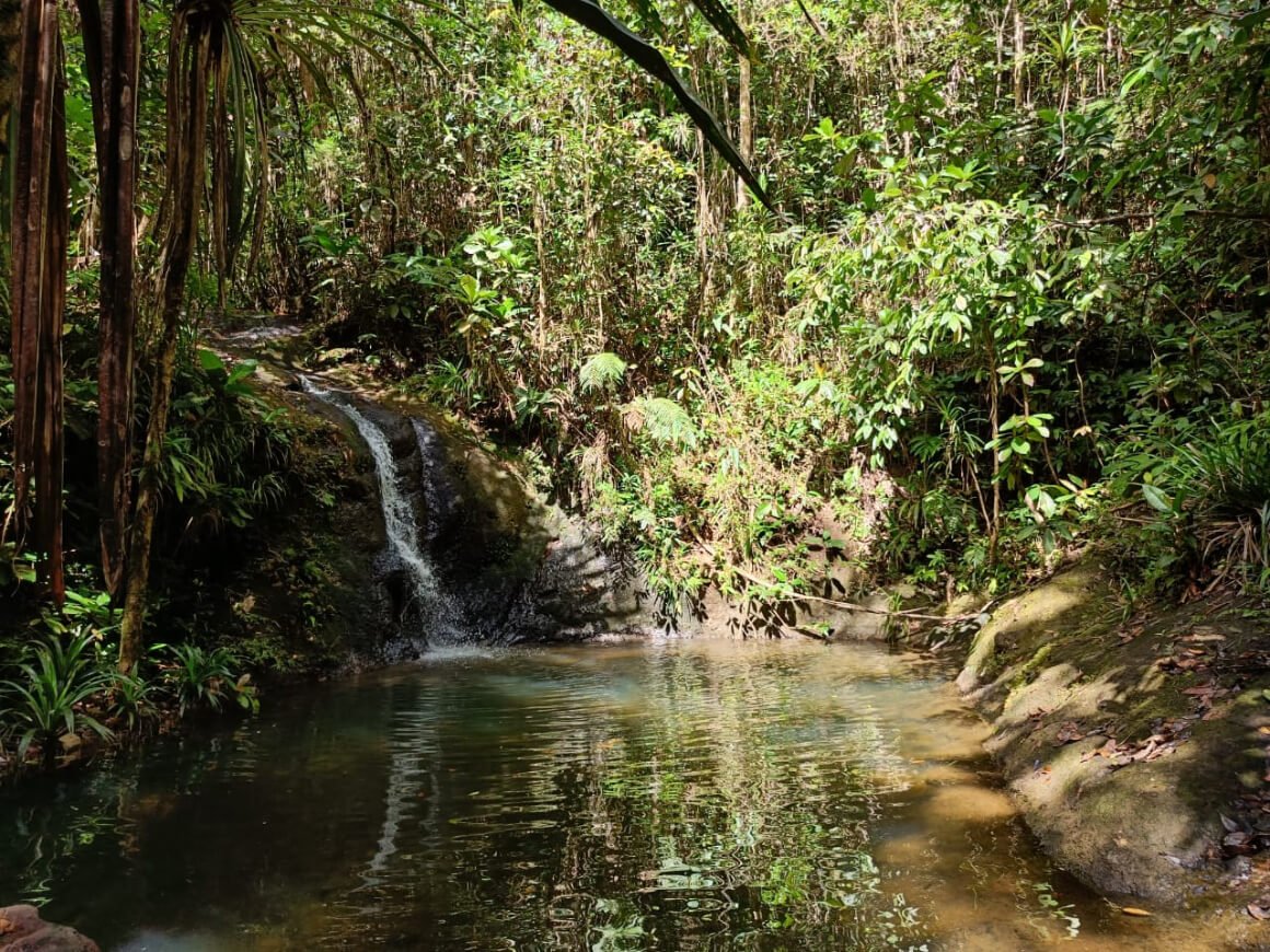 lush jungles in fiji are among the best places to visit in fiji