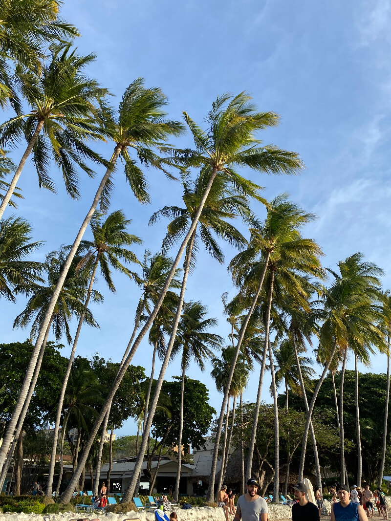 Palm Trees in costa rica