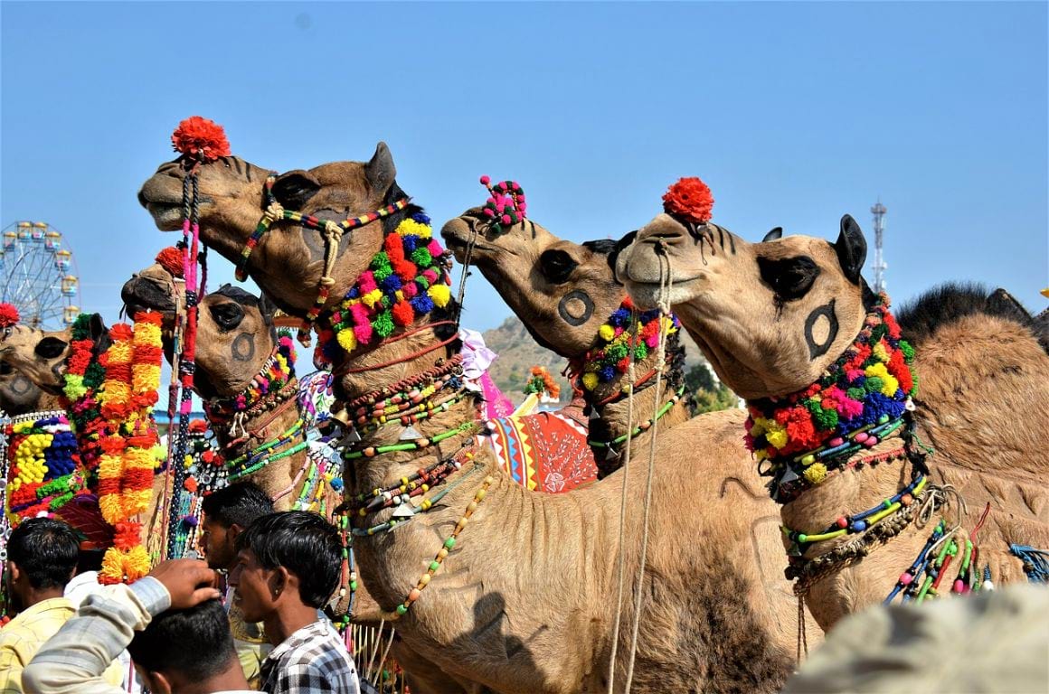 Pushkar Camel Fair India