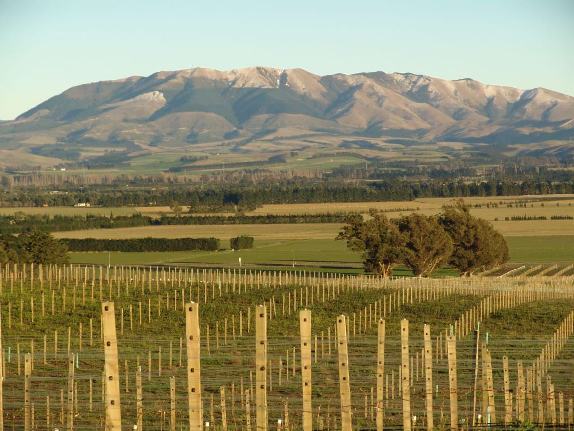Vineyards in Waipara New Zealand
