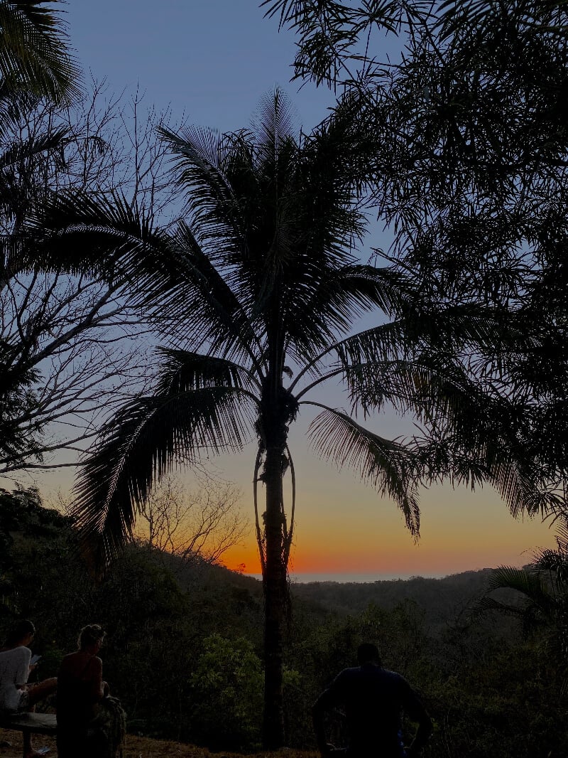 palm tree sunset