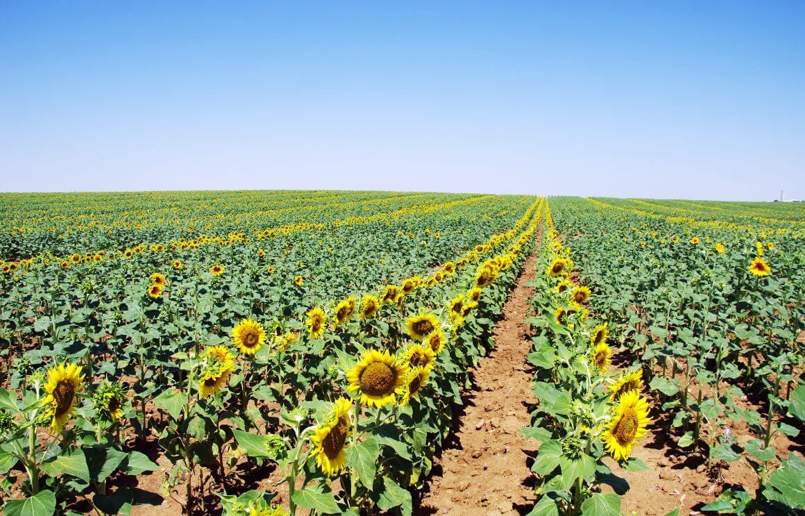 Alentejo Sunflower Fields Portugal