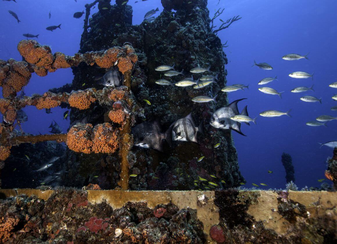 John Pennekamp Coral Reef State Park Florida