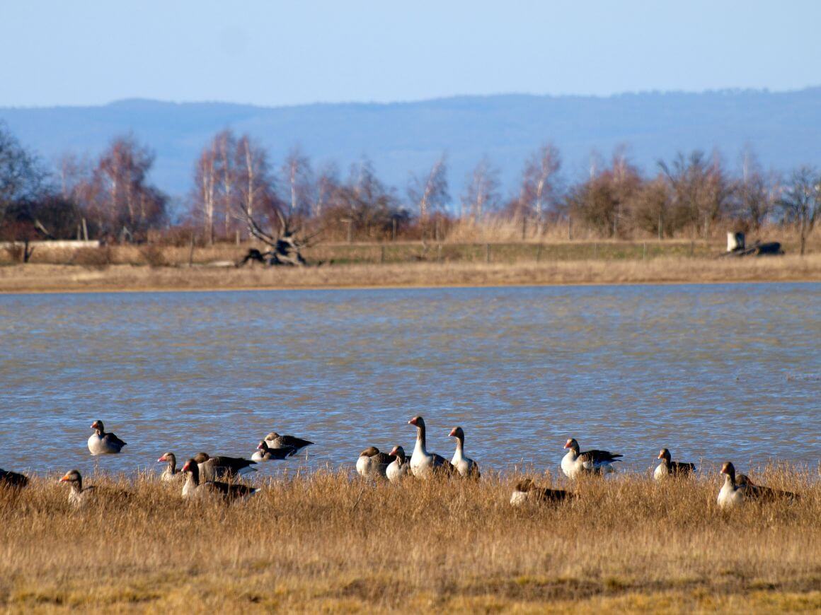 Neusiedler See Park Austria