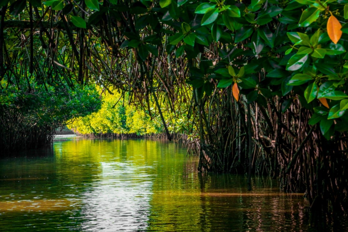 Pichavaram Mangrove Forest