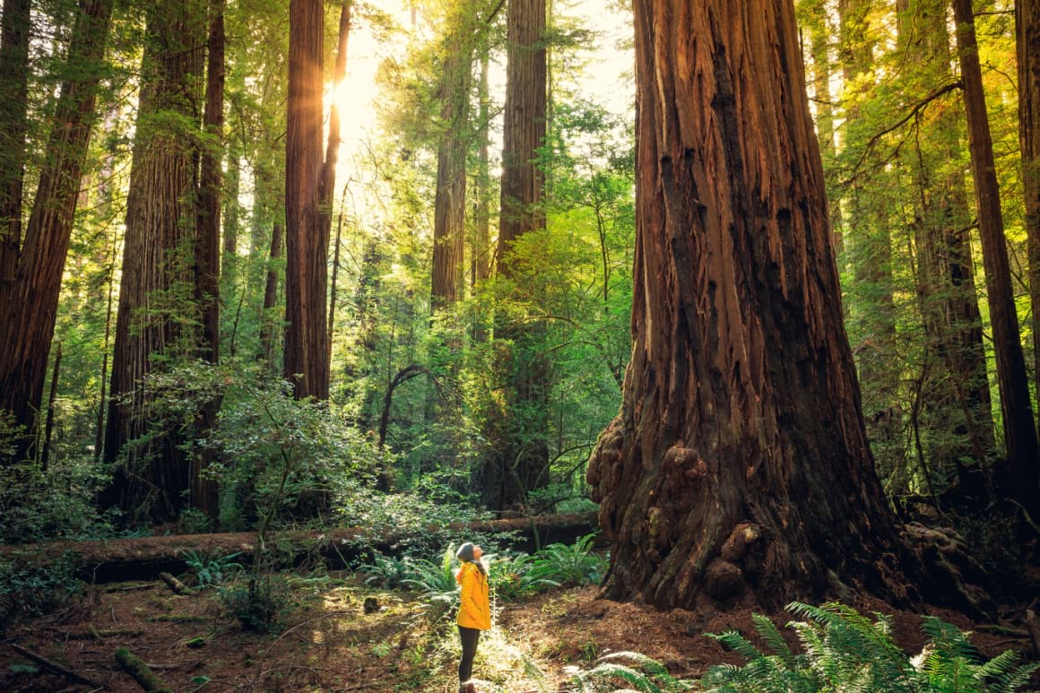 Redwood National and State Park California