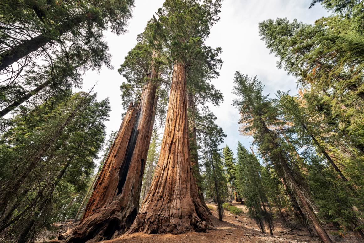 Sequoia National Park California