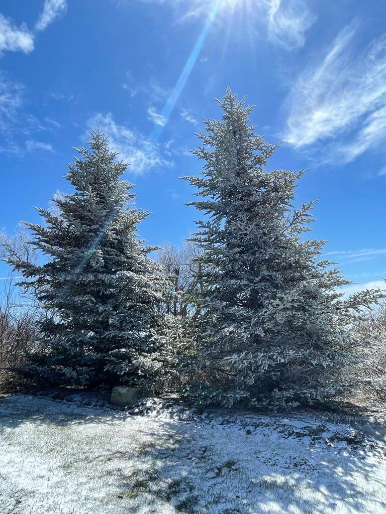 Snowy trees