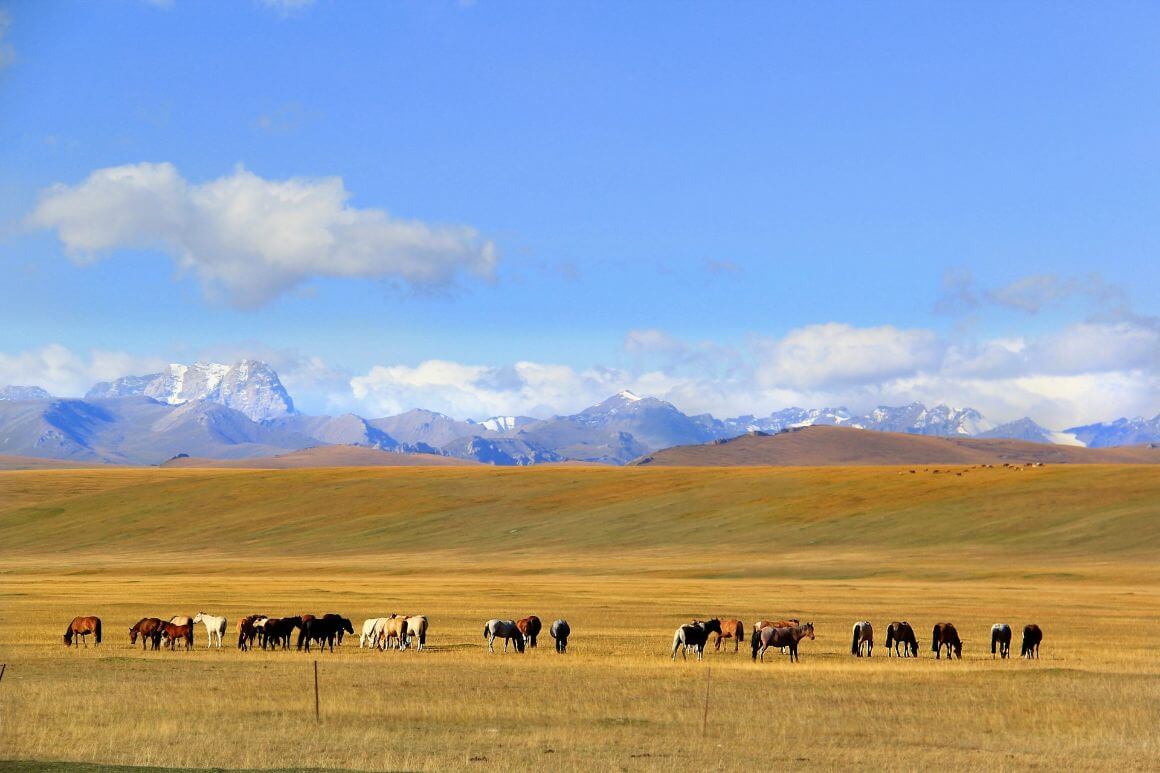 herd of horses in a wide plain field, mountains at the background
