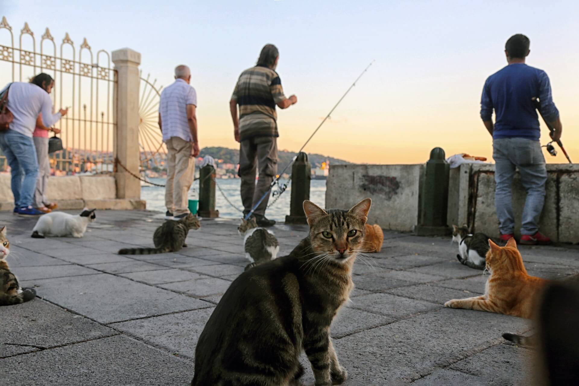 istanbul food tour airbnb