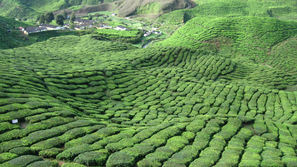 Brinchang Cameron Highlands