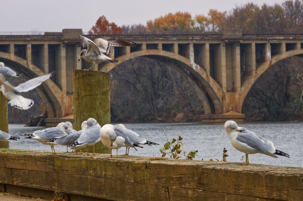 Seagulls perched on top of a post next to a river at Downtown Fredericksburg