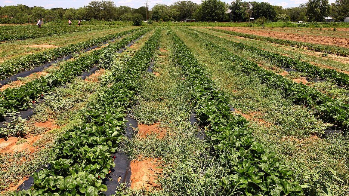 A row of strawberries growing in a field at Jenschke Orchards Texas