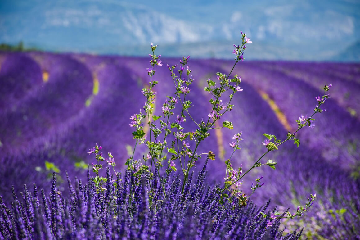 Lavender field Provence France