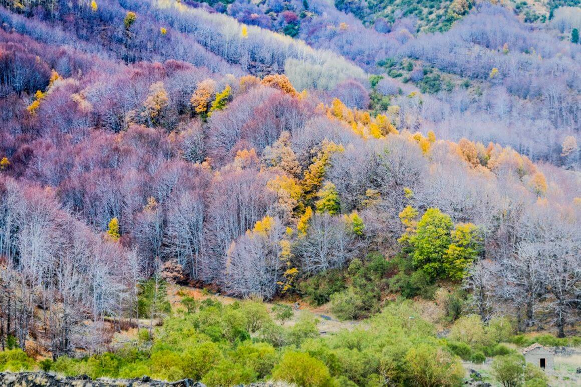 Dense forest with purple trees in Mount Etna Catania