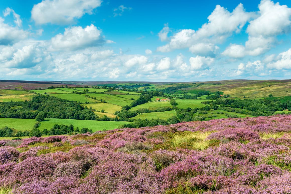 A lush green valley with purple flowers blue skies in North York Moors