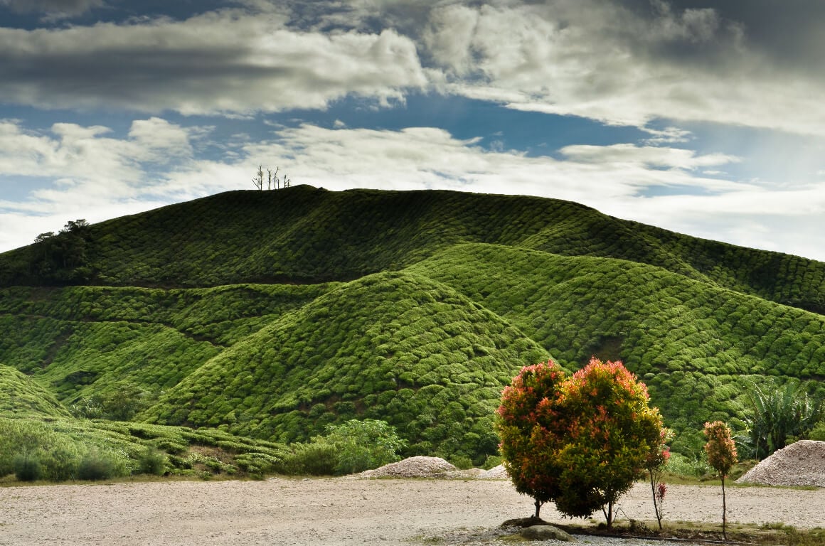 Tanah Rata Cameron Highlands Malaysia