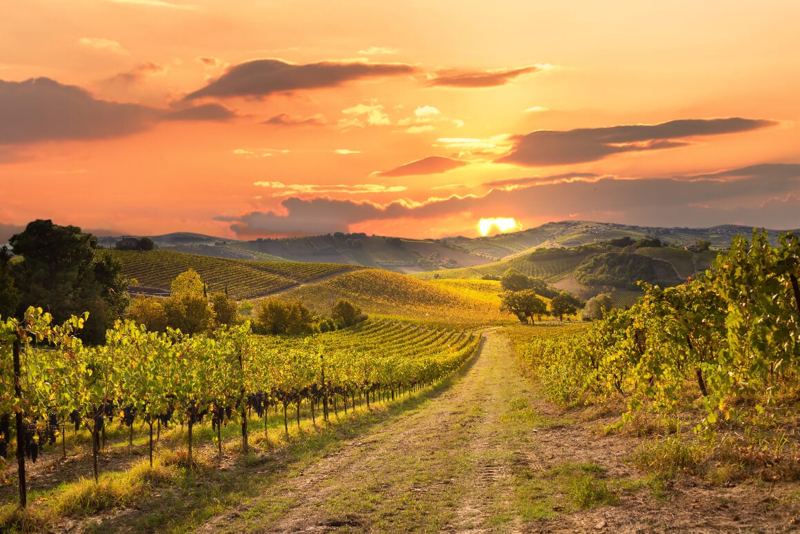 Vineyard sunset in France