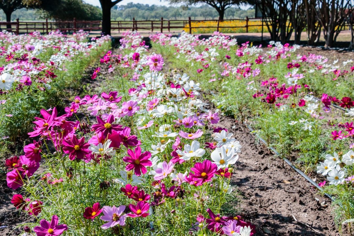 Rows of pink and white flowers at Wildseed Farms Fredericksburg