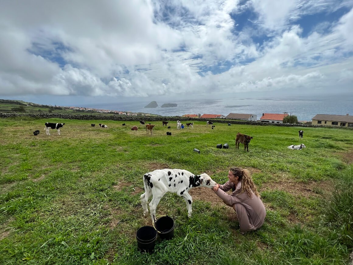 cows on pico island