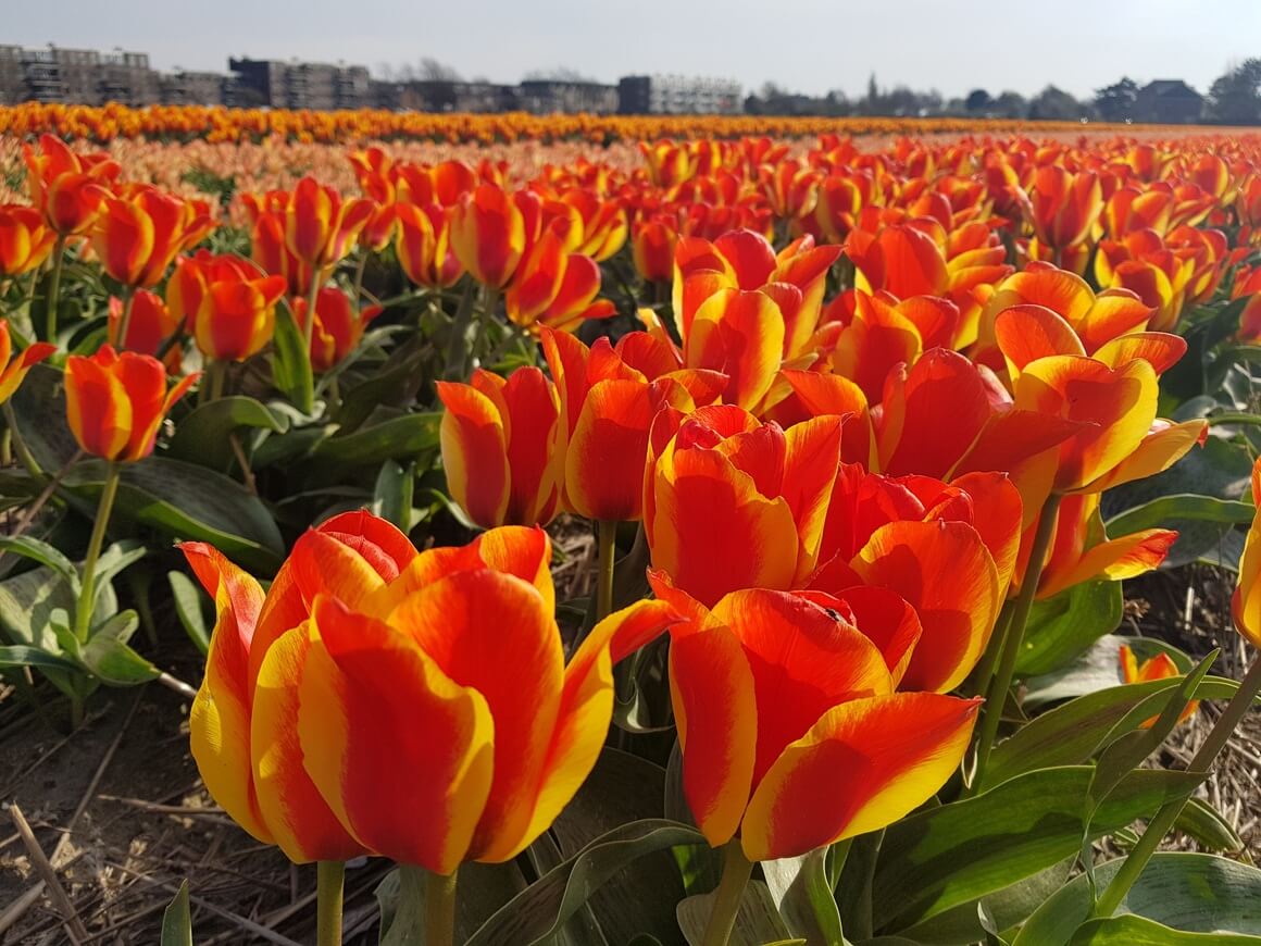 tulip fields the netherlands in April