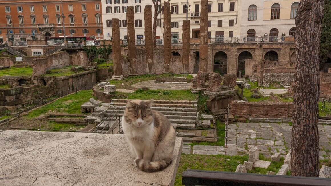 Cat Sanctuary Rome