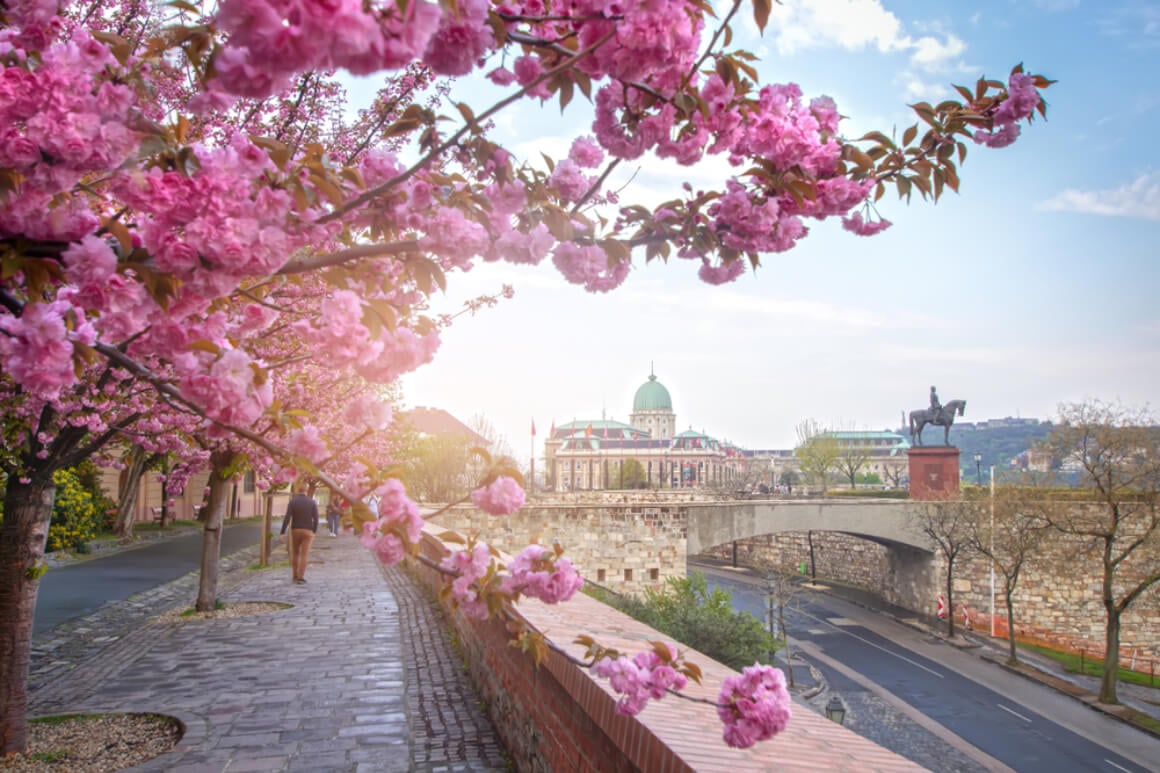 Cherry Blossom Festival